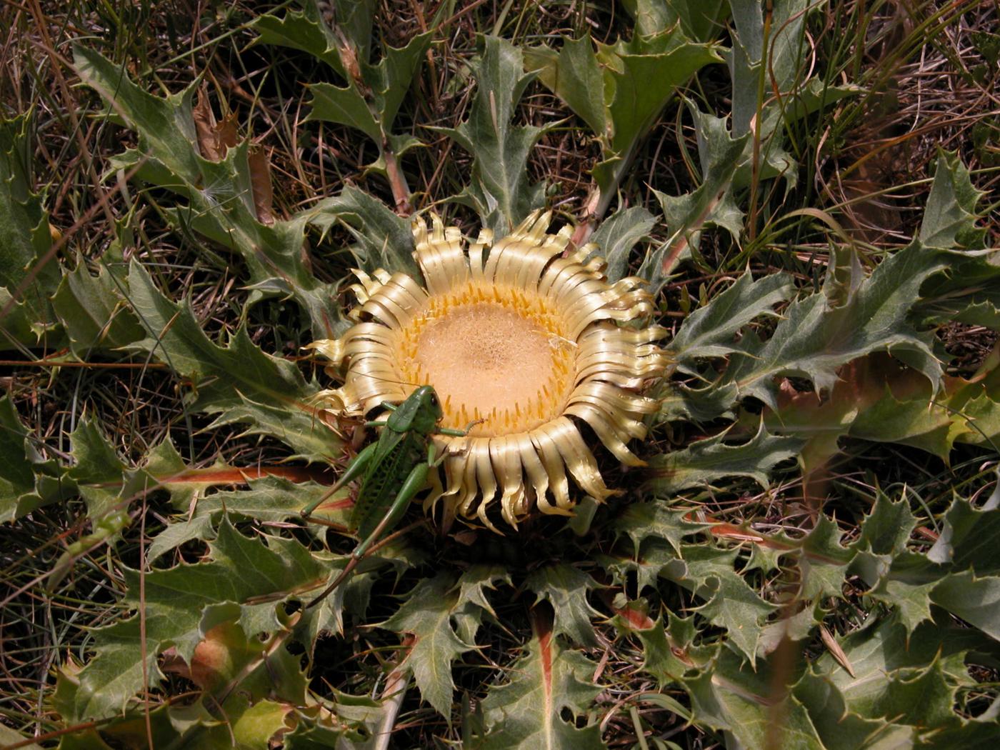 Acanthus thistle flower